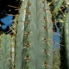 Trichocereus_cuzcoensis